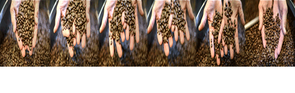 Several sets of hands hold roasted coffee beans over a bin filled with more beans