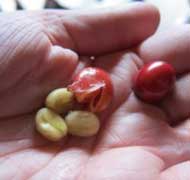 Coffee beans fresh from the nearby skin lay in a man's hand beside an unoped cherry