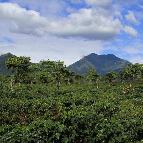 In the background, maintains against a blue sky filled with fluffy clouds; in the forground, a mountainside covered in coffee plants