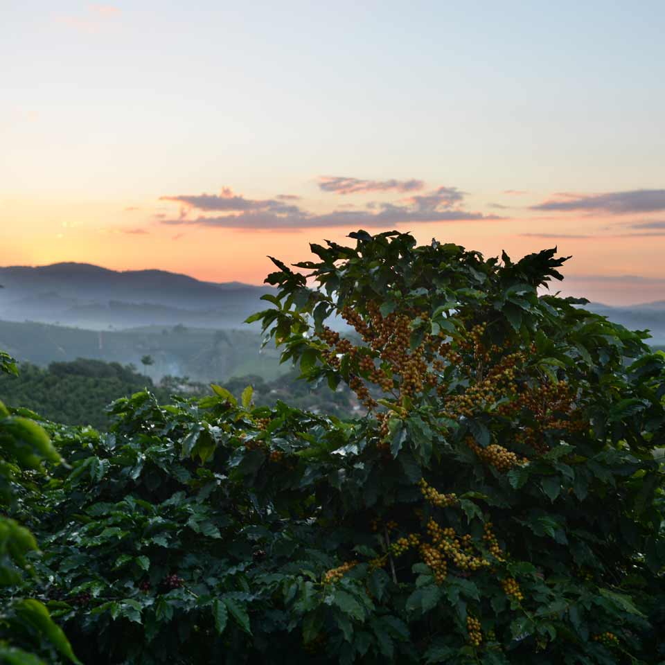 Coffe plants in the foreground; in the background, a mountain sunrise
