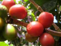 A branch holds several red coffee cherries